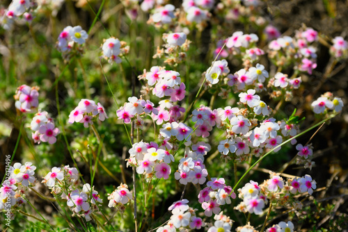 Rock jasmine flowers in a wild field