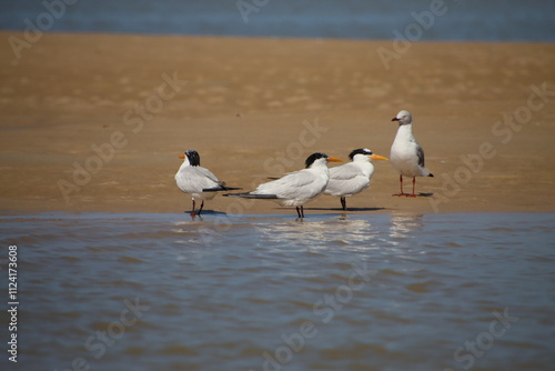 Three Little Terns with a Slender Billed Gull, Langue de Barbarie, Senegal