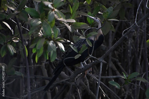 An Anhinga (Snake Bird) in the Mangroves, Bintang Bolong, Gambia
