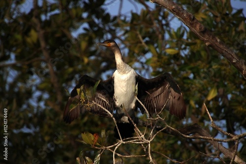 A White Breasted Cormorant Drying Its Wings, Bintang Bolong, Gambia River, Gambia
