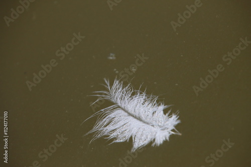 A White Feather Floating in the Current, Langue de Barbarie, Senegal