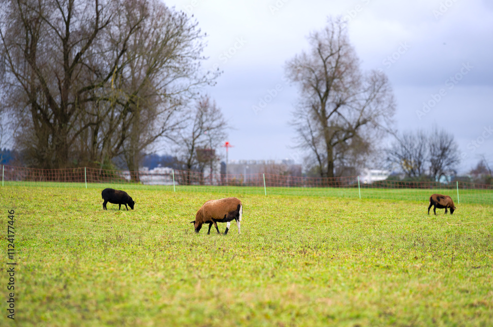 Flock of sheep grazing on meadow near the Swiss Airport Zürich Kloten on an autumn day. Photo taken December 8th, 2024, Zurich, Switzerland. Flock of sheep grazing on meadow near the Swiss Airport Zürich Kloten on an autumn day. Photo taken December 8th, 2024, Zurich, Switzerland.