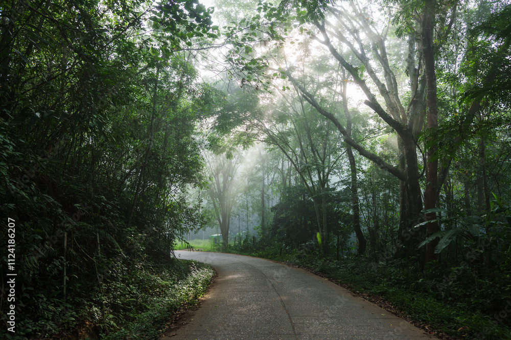 Fototapeta premium Road and trees along the road in the morning fog