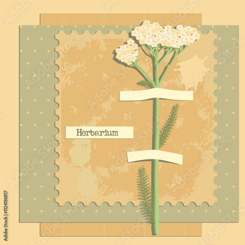 vector collage with flower, yarrow , creative composition, herbarium imitation. dried wild plants