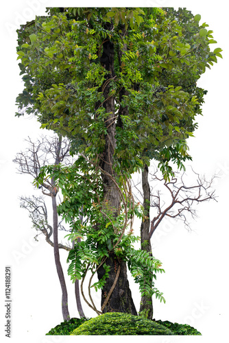 The tree has vines that wrap around it and there is also a dead tree, dry tree isolated on white background with clipping paths.