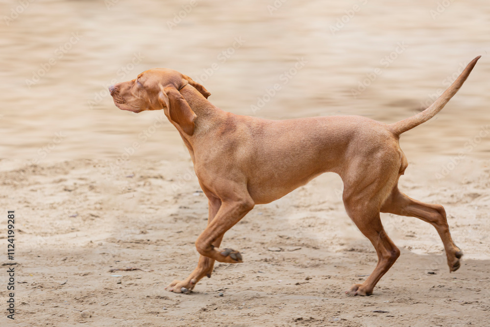 Close-up of a young Hungarian Vizsla dog on a sandy clearing Close-up of a young Hungarian Vizsla dog on a sandy clearing