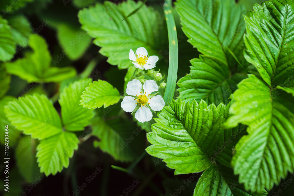 Blooming strawberry plant in the garden. Selective focus. Blooming strawberry plant in the garden. Selective focus.