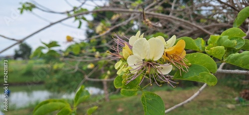 flowers in spring