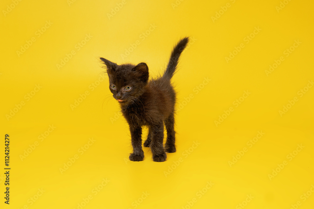 Obraz premium black kitten on yellow background