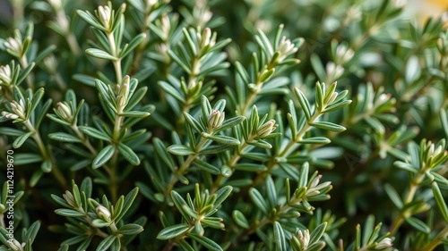 Wallpaper Mural Rosemary in a pot, Rosemary leaves plants, medicine plants wallpaper, Detail of fresh rosemary herb. Rosemary herb garden. macro view	 Torontodigital.ca