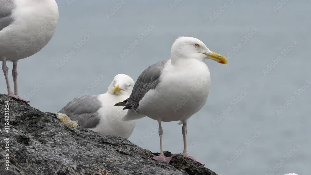 A seagull perched on a rock by the seaside on a cloudy day. A seagull perched on a rock by the seaside on a cloudy day.