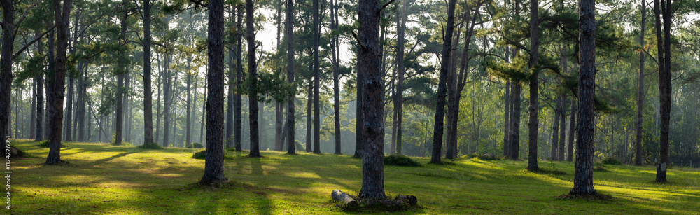 Panorama of landscape sunlight ray shines through the gap of column of pine tree in forest woodland area for outdoor discovery and natural public park in the morning atmosphere Panorama of landscape sunlight ray shines through the gap of column of pine tree in forest woodland area for outdoor discovery and natural public park in the morning atmosphere