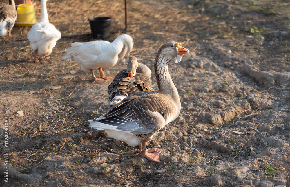 Obraz premium A flock of domestic geese relaxing in small farm.