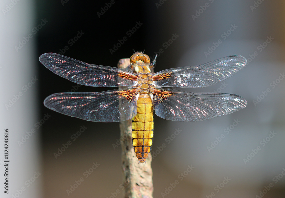 Plattbauch - Broad-bodied Chaser Plattbauch - Broad-bodied Chaser
