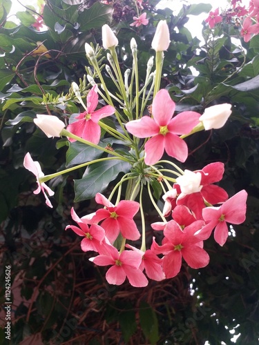 Rangoon creeper or melati belanda red blooming flower