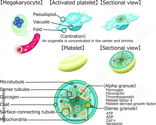 血小板　活性化血小板　構造　イラスト　英語