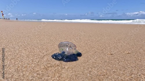 Close-up of Bluebottle Jellyfish: A Dangerous Marine Hazard on Australian Beach