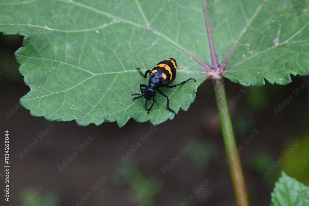 Hycleus Beetle insect is sitting on okra leaves. It is a genus of blister beetle belonging to the Meloidae family found in Africa and Asia. Hycleus polymorphus. They eat all types of flowers.
Hycleus Beetle insect is sitting on okra leaves. It is a genus of blister beetle belonging to the Meloidae family found in Africa and Asia. Hycleus polymorphus. They eat all types of flowers.
