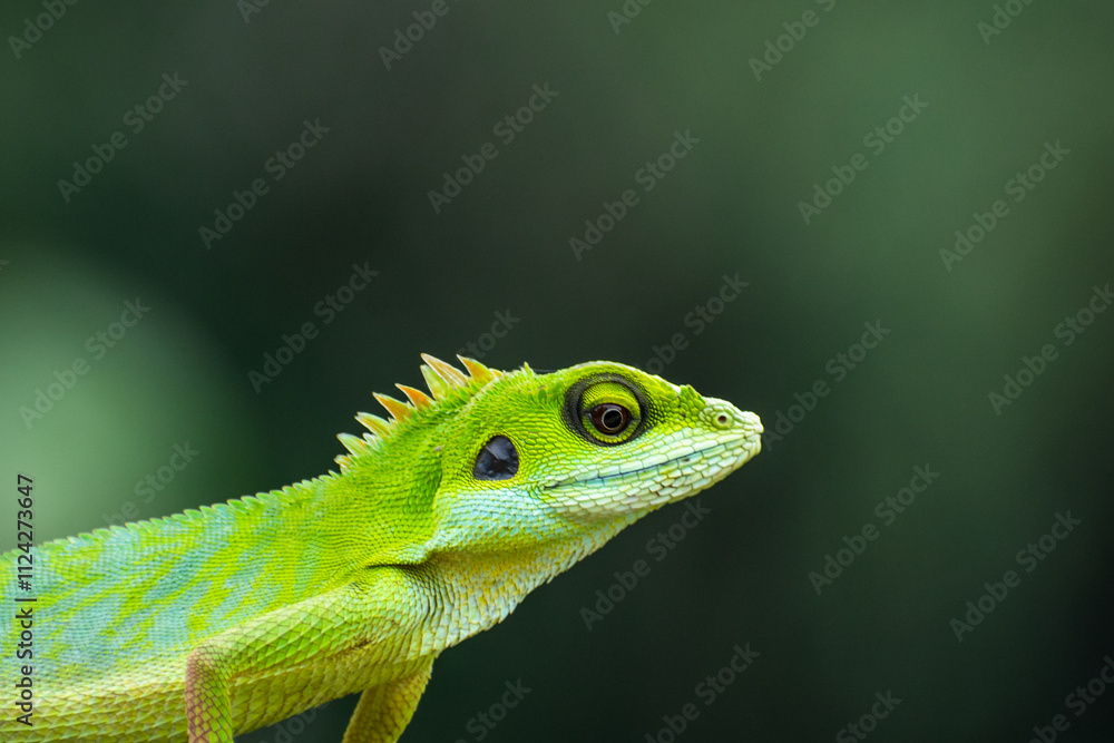 Obraz premium green lizard on a branch
