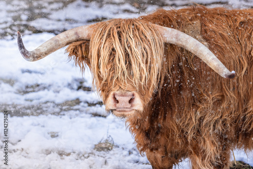 Portraitt of a brown Highland cow in the snow photo