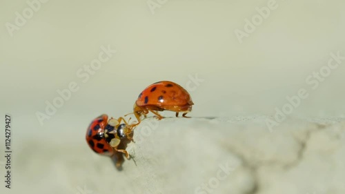 Asian lady beetle in macro shot on a white background. Orange Ladybug crawling