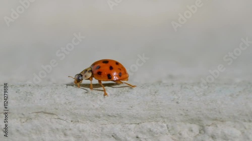 Asian lady beetle in macro shot on a white background. Orange Ladybug crawling photo