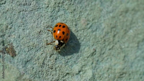 Asian lady beetle in macro shot on a white background. Orange Ladybug crawling photo