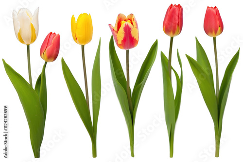 Set of tulips flower with green leaf. botanical flower. Fresh spring tulips, floral, beautiful bouquet of wild flowers, Generative AI