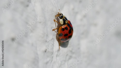 Asian lady beetle in macro shot on a white background. Orange Ladybug crawling photo