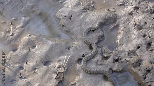 Small Snake Camouflaged in Muddy Terrain, Blending Seamlessly with Wet Earth and Natures Wildlife