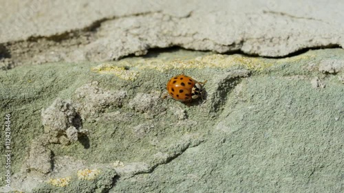 Asian lady beetle in macro shot on a white background. Orange Ladybug crawling