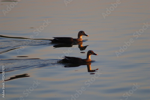 duck on the lake before sunset