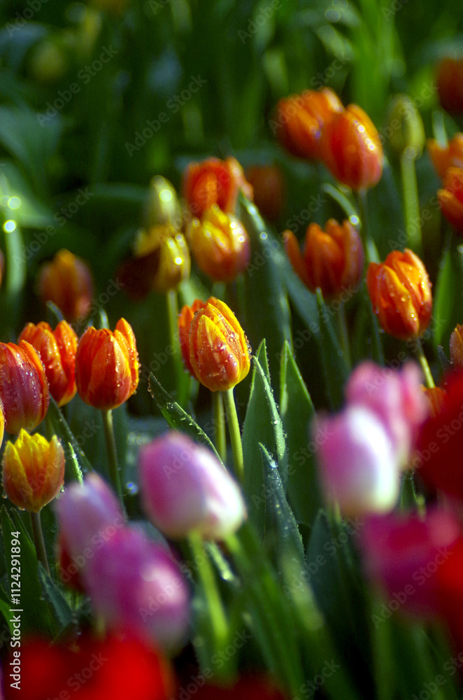 Red and yellow tulips, a vibrant display of spring colors Red and yellow tulips, a vibrant display of spring colors