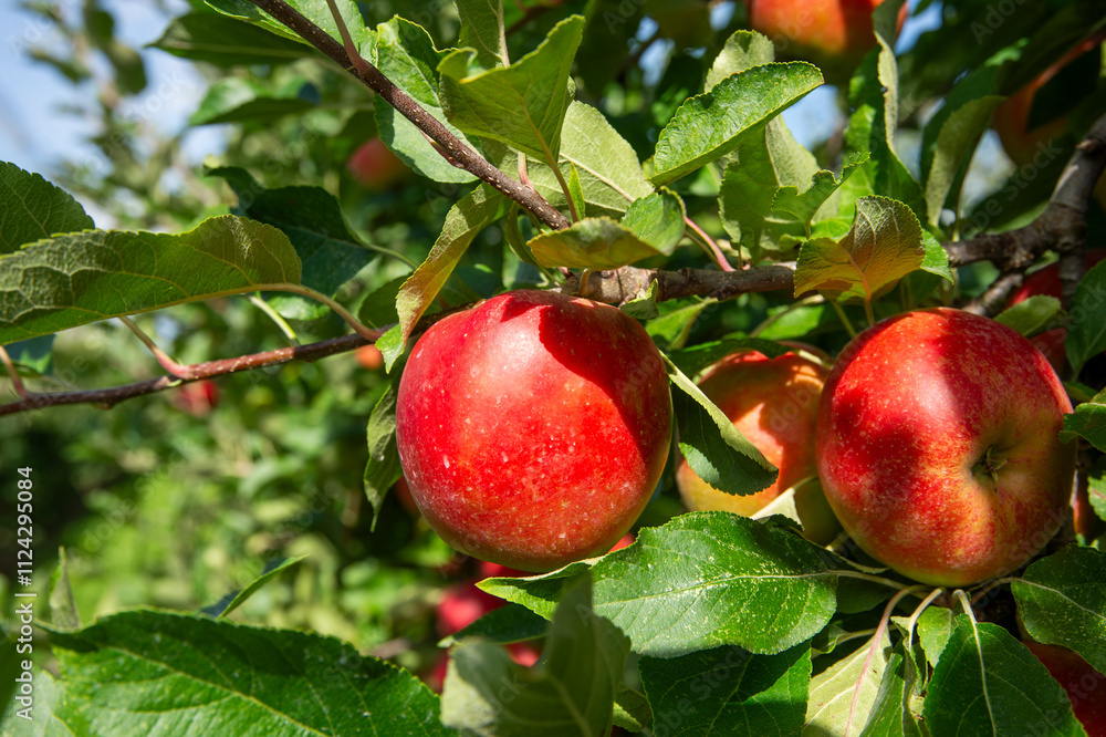 red apples on a branch red apples on a branch