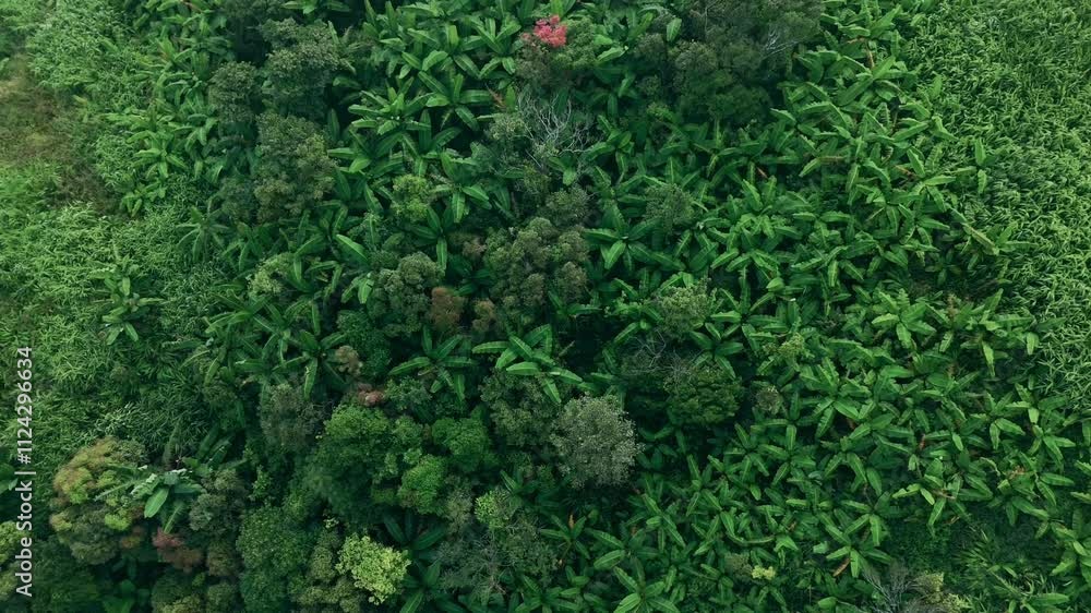 Aerial top view of green trees in forest. Green tree nature background for carbon neutrality and net zero emissions concept. Drone view of green tree captures CO2 to Sustainable green environment. Aerial top view of green trees in forest. Green tree nature background for carbon neutrality and net zero emissions concept. Drone view of green tree captures CO2 to Sustainable green environment.