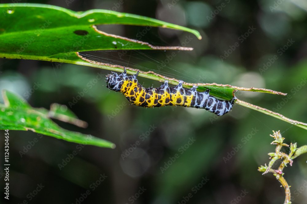 Caterpillar clawling under branch of tree. Caterpillar clawling under branch of tree.
