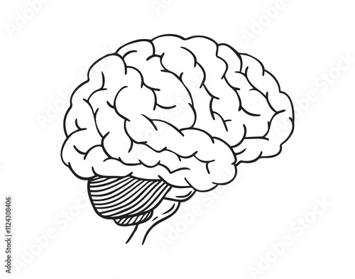 human brain doodle hand drawn icon. Outline drawing anatomy human brain line clipart symbol