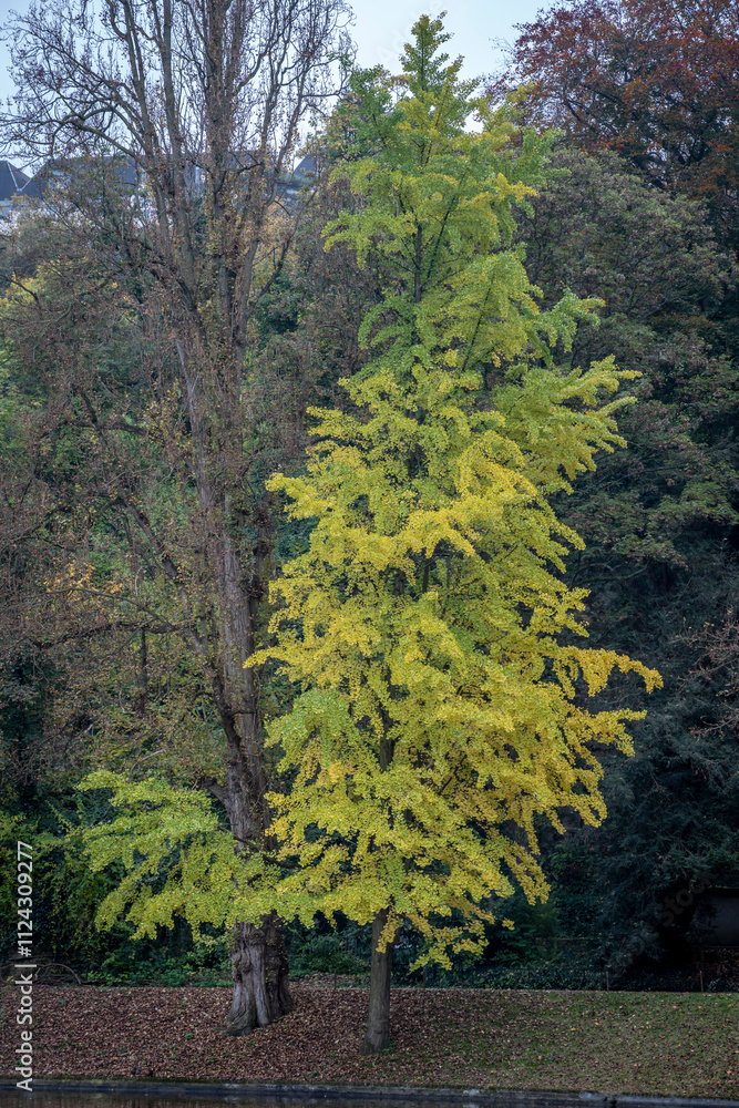 Paris, France - 11 11 2024: Park Buttes Chaumont. Panoramic view of remarkable trees and vegetation with fall colors. Paris, France - 11 11 2024: Park Buttes Chaumont. Panoramic view of remarkable trees and vegetation with fall colors.