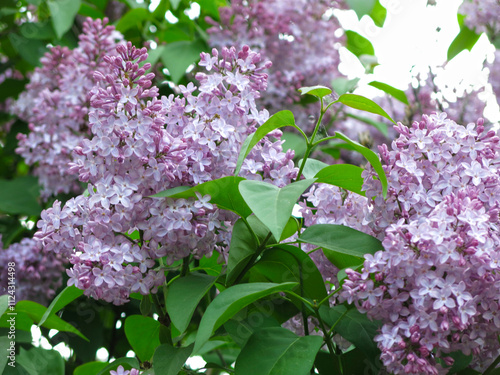 purple lilac blooms in spring photo