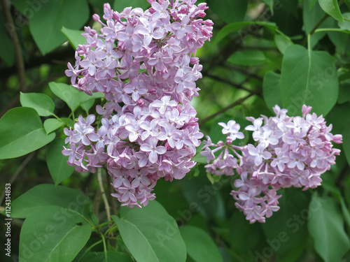 purple lilac blooms in spring photo