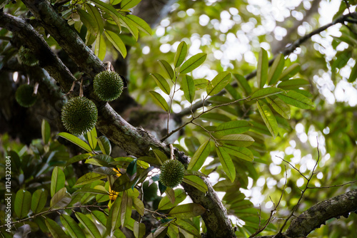 Close-up of exotic fruits and spices growing on trees in a tropical plantation. The image showcases the beauty of nature and the vibrant colors of organic agriculture in tropical climates.