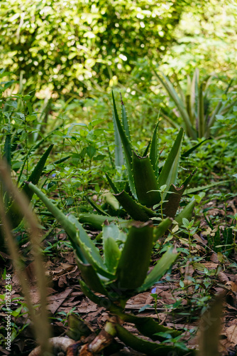 Close-up of exotic fruits and spices growing on trees in a tropical plantation. The image showcases the beauty of nature and the vibrant colors of organic agriculture in tropical climates.