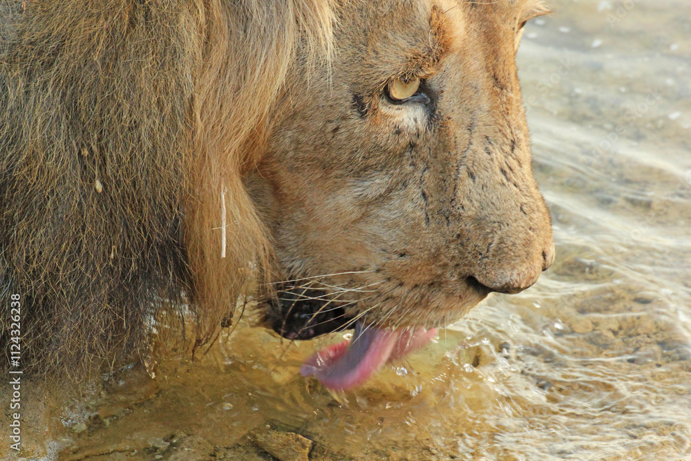 Naklejka premium Asiatic lion in the Gir Forest.