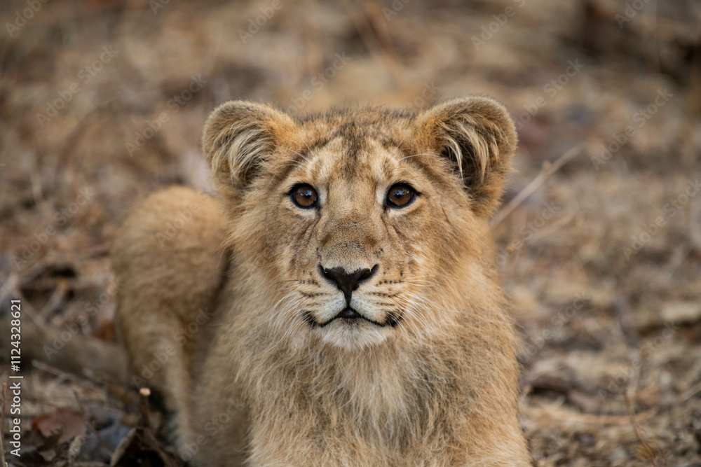 Fototapeta premium Asiatic lion in the Gir Forest.