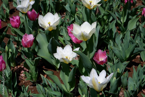 The tulip flower on the field. photo