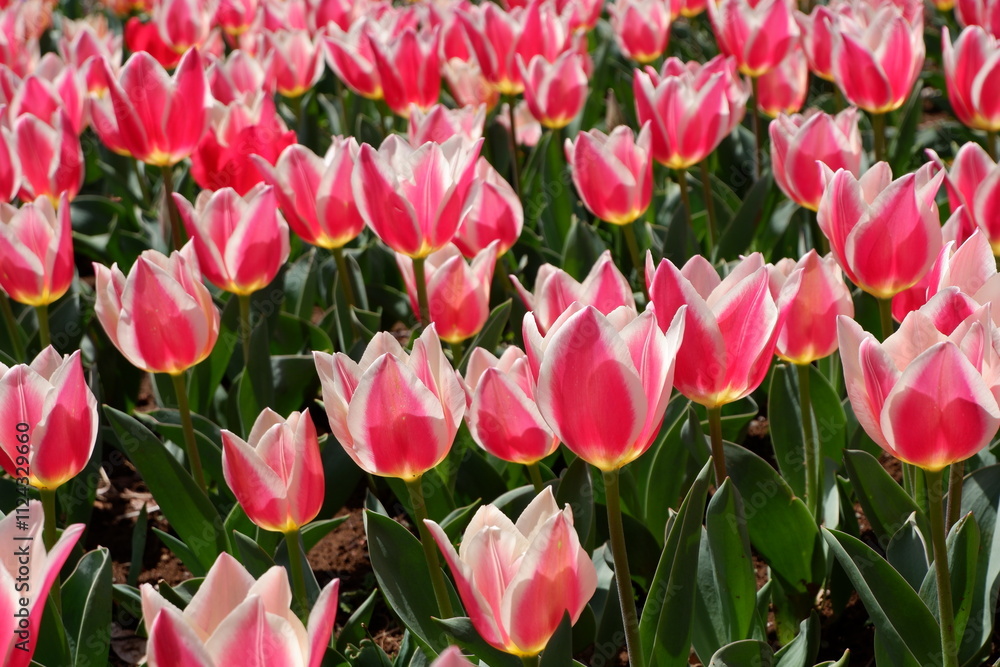 Fototapeta premium The tulip flower on the field.