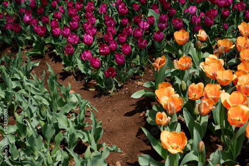 The tulip flower on the field.