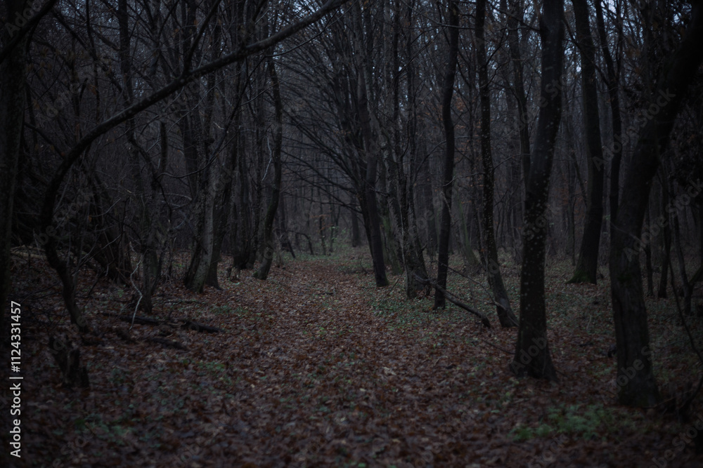 Fototapeta premium Lost in the shadows of a dark, haunting forest where silence whispers secrets untold