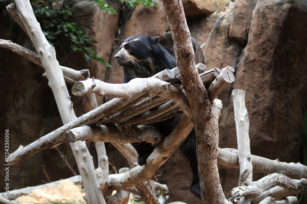 Obraz premium El oso de anteojos, también llamado oso enmascarado, oso andino o oso andino de cara corta (Tremarctos ornatus), descansando en su hábitat dentro del Zoológico de San Diego