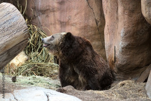 Oso grizzly (Ursus arctos horribilis) en su hábitat dentro del Zoológico de San Diego photo